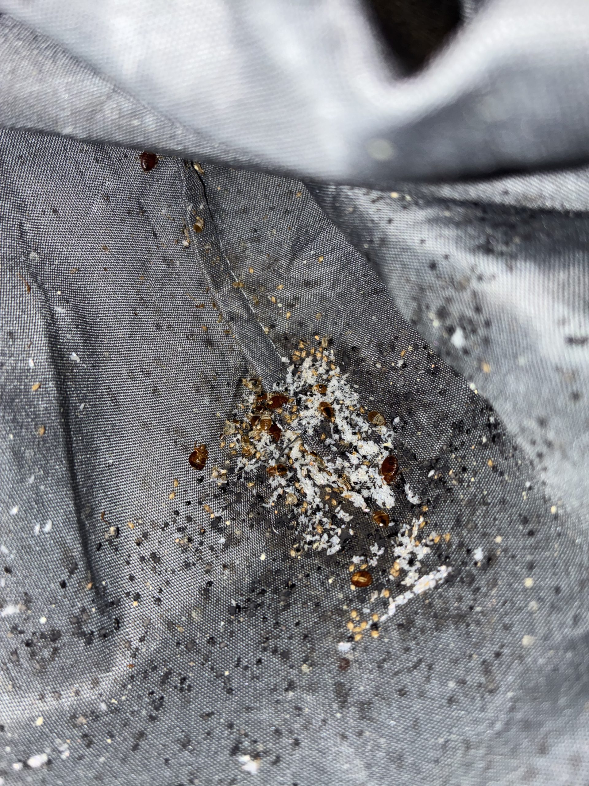 Bed Bug Treatment in South Loop